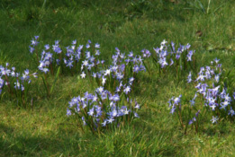 Scilla forbesii(Scilla siehei) Grote sneeuwroem bestellen